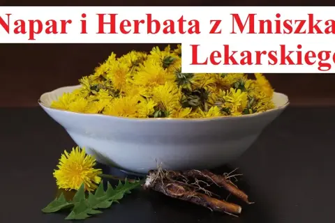Jak zrobić napar z korzenia mniszka lekarskiego i cieszyć się zdrowiem