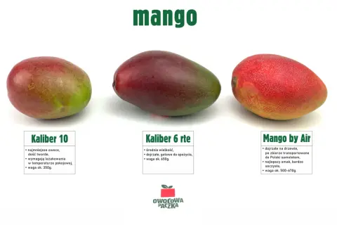 Ile kcal ma mango? Poznaj prawdziwą wartość energetyczną owocu