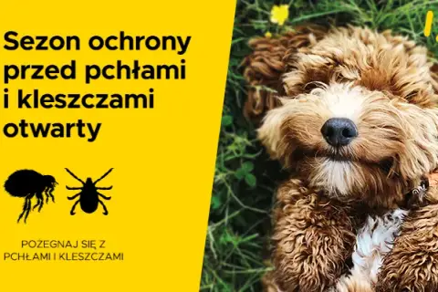 Jak działa tabletka na kleszcze dla psa i co musisz wiedzieć