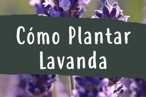 Cuando plantar lavandas: la clave para un jardín exitoso