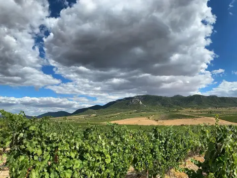 Vins de Madrid - Comprenez enfin le Vignoble Madrilène