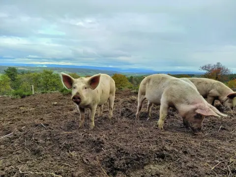 Alimentation porcs plein air - Évitez les erreurs coûteuses