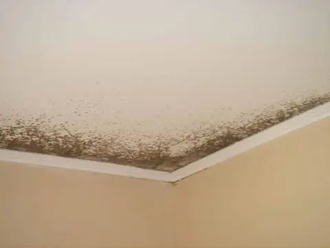 Moisissure mur/plafond - Nettoyer et prévenir efficacement