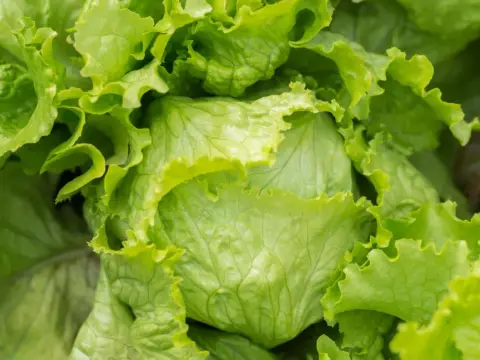 Eisbergsalat anbauen – So gelingt der knackige Sommersalat!