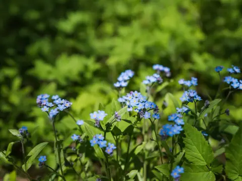 Blå blommor utomhus - Välj rätt och få färg som håller!