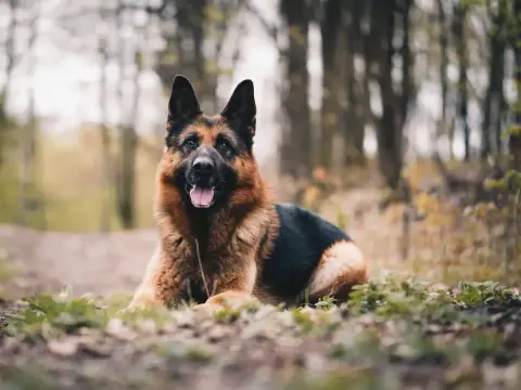 Żywienie owczarka niemieckiego: Klucz do zdrowia, sierści i długiego życia