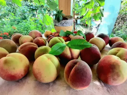 Kiedy jest sezon na brzoskwinie? Sprawdź, kiedy je kupić świeże