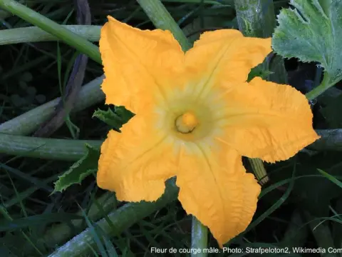 Fleurs de courge - Mâles ou femelles, comment les gérer?