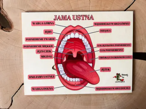 Podniebienie dolne - Mit? Rola języka i dna jamy ustnej w głosie