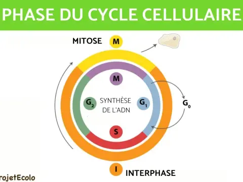 Cycle Cellulaire - Comprendre les Clés de la Vie Cellulaire