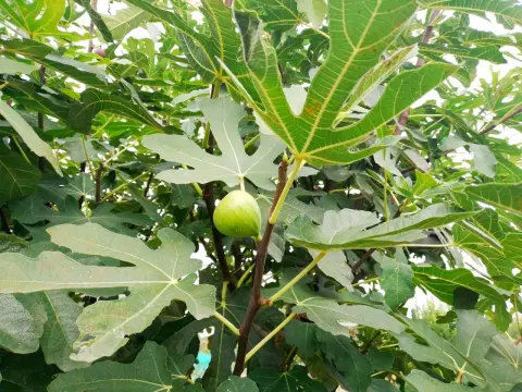 Mosca del fico, come riconoscerla e difendere i frutti