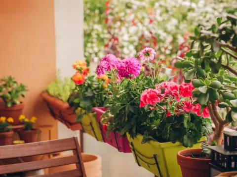 Kwiaty do kwietnika: Wybierz idealne rośliny do domu i na balkon!