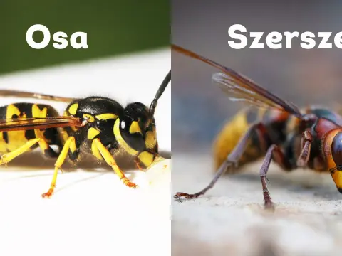 Pszczoła, osa i szerszeń - jak je odróżnić i co zrobić po użądleniu