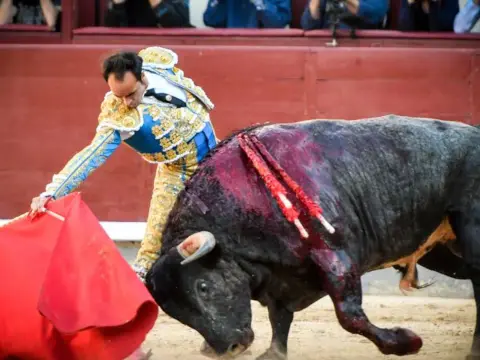 Toro y Torero - Claves para entender la lidia y la tauromaquia