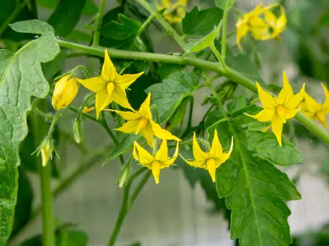 Pourquoi mes tomates ne fleurissent pas ? Les solutions au potager