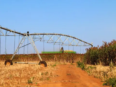 Sorgho sucré - L'alternative biomasse économe en eau ?