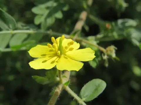Tribulus terrestris - Benefici, usi e verità sulla pianta