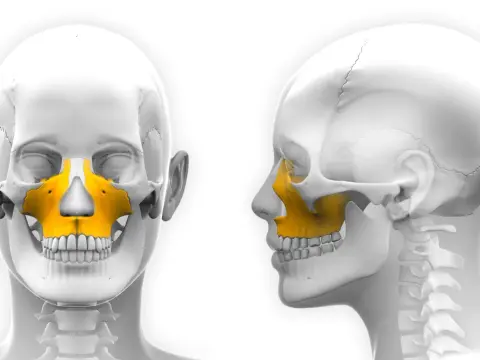 Szczęka i żuchwa: anatomia dla głosu i śpiewu