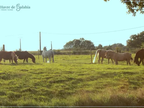 Pâturage tournant chevaux - Guide complet pour une prairie saine