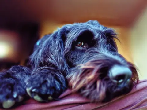 Hundeallergie - Diese Hunderassen kommen oft infrage