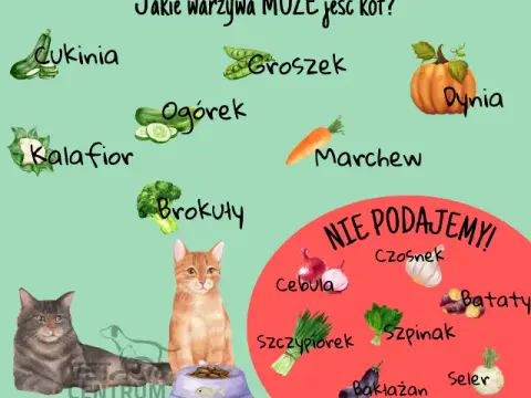 Owoce dla kota: Co bezpieczne, a co śmiertelnie groźne?