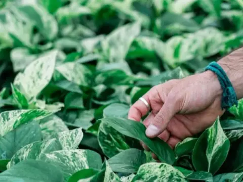 Pothos perfetto - Guida completa per farlo crescere al meglio