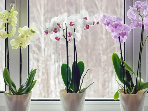 Orchideen pflegen - die wichtigsten Regeln für gesunde Blüten