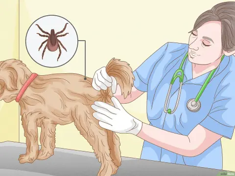 Come togliere una zecca al cane - Guida rapida e sicura