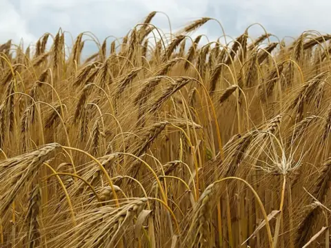 Gerste erkennen - So unterscheidest du sie sicher im Feld