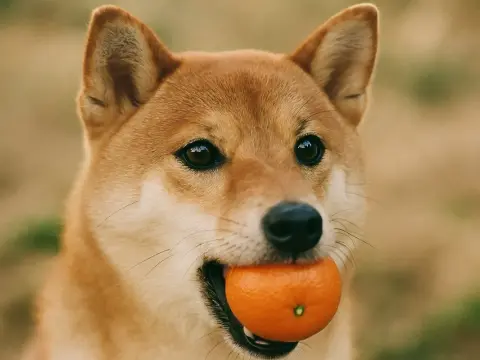 Darf ein Hund Mandarinen essen? So viel ist wirklich okay