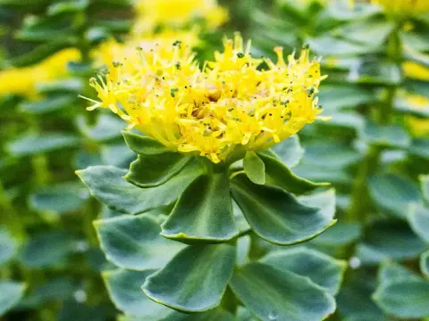 Rhodiola rosea - ¿Funciona para el estrés y la fatiga?
