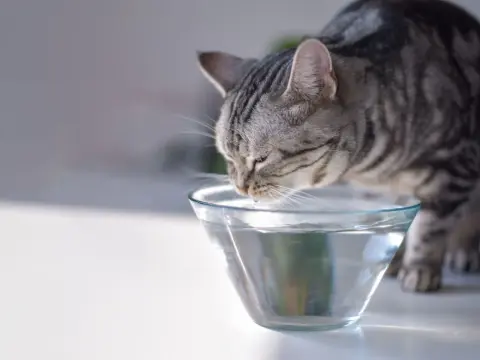 Katze trinkt zu viel - wann es normal ist und wann nicht