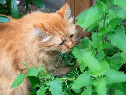 Hierba gatera - ¿Por qué no funciona en tu gato?