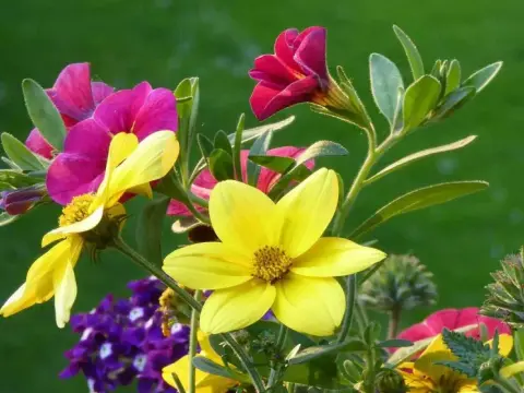 Blumen für volle Sonne - So blühen sie den ganzen Sommer