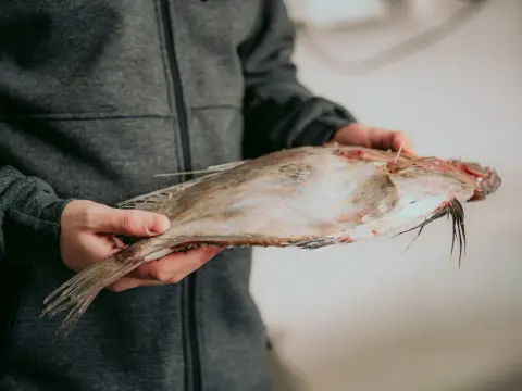 Pescado de lonja - cómo elegirlo y cocinarlo sin perder calidad