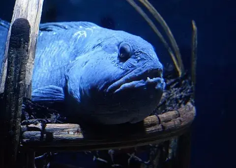 Ceny biletów do Oceanarium Stralsund – uniknij kolejek i oszczędzaj