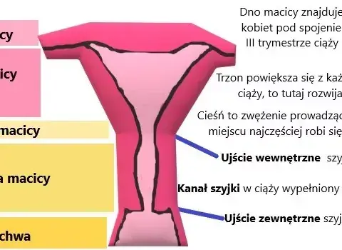 Jak zapobiec skracaniu szyjki macicy w ciąży i uniknąć komplikacji