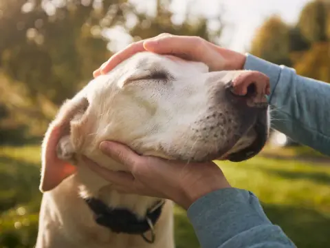 Jak umiera labrador - Po czym poznać, że to już czas na pożegnanie?