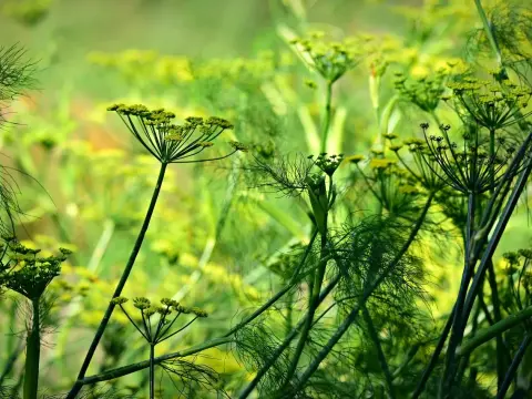 Anice verde, come coltivarlo e riconoscerlo