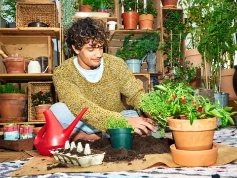 Chiliplanta i kruka - så lyckas du i svensk miljö