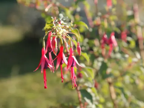 Fuchsia - Réussir sa culture sans effort : Guide complet