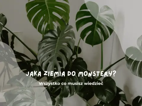 Ziemia do monstery - jak dobrać lekkie, przepuszczalne podłoże?