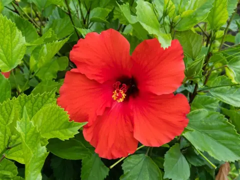 Jak skutecznie nawozić hibiskusa ogrodowego dla zdrowego wzrostu