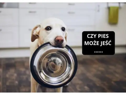 Czy pies może jeść frytki? Poznaj zagrożenia i zdrowe alternatywy