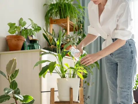 Jaką wodą podlewać kwiaty doniczkowe: 5 najlepszych opcji