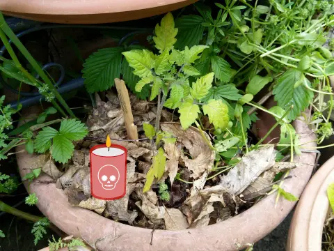 Pourquoi les plantes meurent chez moi ? Le bon diagnostic au jardin