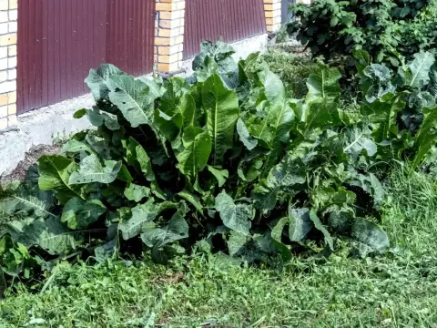 Jak sadzić chrzan, by uzyskać gruby korzeń?