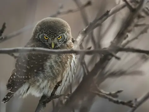 Fauna Słowińskiego Parku Narodowego - co warto wypatrzyć?