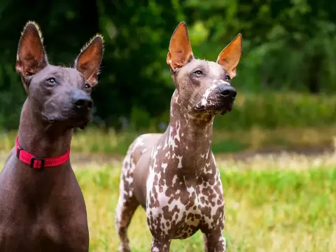 Xoloitzcuintli - Nagi pies meksykański: Pielęgnacja i charakter