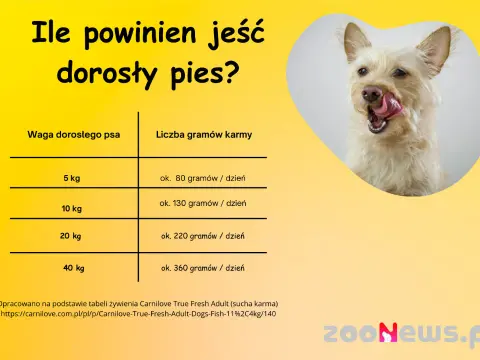 Szczeniak: Ile razy dziennie karmić? Zdrowy rozwój krok po kroku